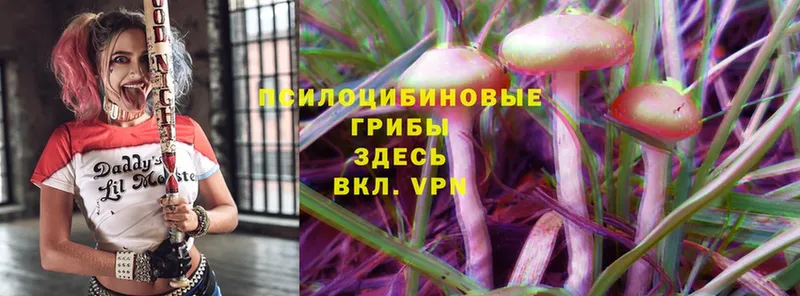 Галлюциногенные грибы Magic Shrooms  блэк спрут зеркало  Минусинск 